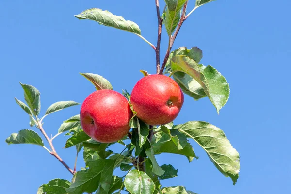 Heerlijke Elstar Gala Appels Aan Appelboom Onder Blauwe Hemel — Stockfoto