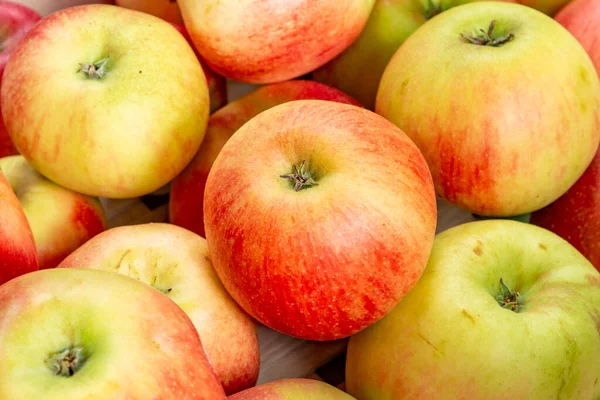 Heerlijke Elstar Gala Appels Aan Appelboom Onder Blauwe Hemel — Stockfoto