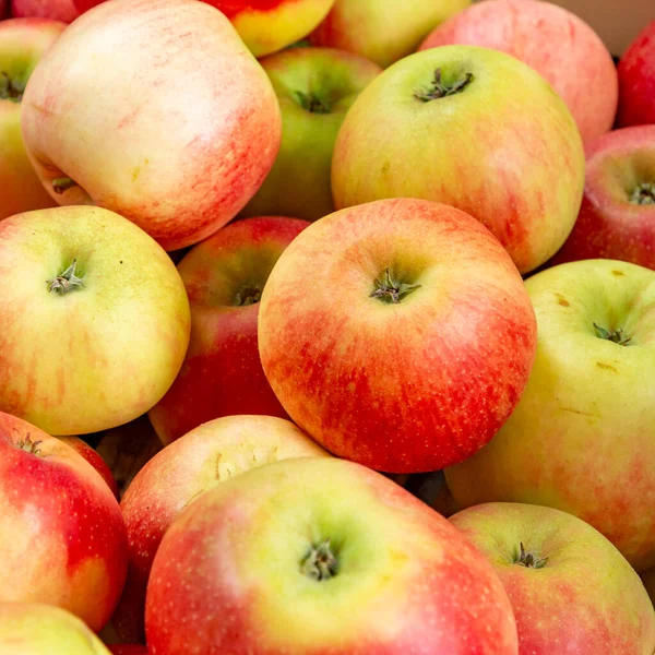 Heerlijke Elstar Gala Appels Aan Appelboom Onder Blauwe Hemel — Stockfoto