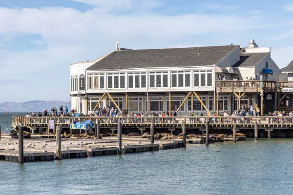 美国旧金山 2022年6月7日 美国加利福尼亚州旧金山的海狮39号码头 39号码头位于渔民码头的边缘 — 图库照片