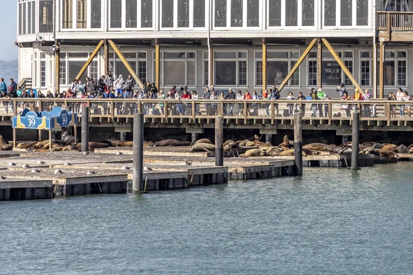 美国旧金山 2022年6月7日 位于39号码头的海狮是一个受欢迎的旅游景点 因为它在旧金山的39号码头观看海豹 该码头位于渔民码头区的边缘 — 图库照片