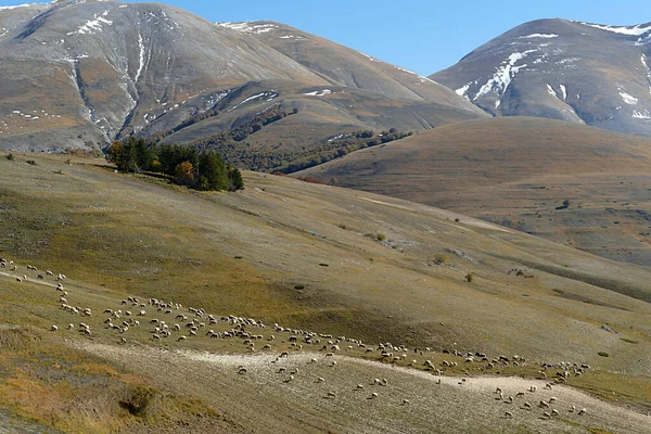 Πρόβατα Βόσκηση Στο Λιβάδι Στις Άλπεις Περιοχή Bilian Βουνά Ιταλία — Φωτογραφία Αρχείου
