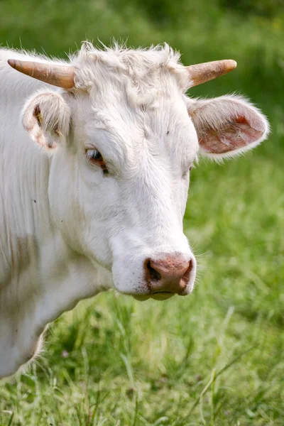 Vache Couleur Blanche Pâturant Dans Nature Sur Une Prairie Verte — Photo