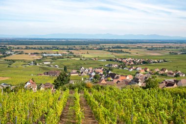 Fransa 'nın Alsace bölgesindeki Gueberschwihr ve üzüm bağlarının manzarası