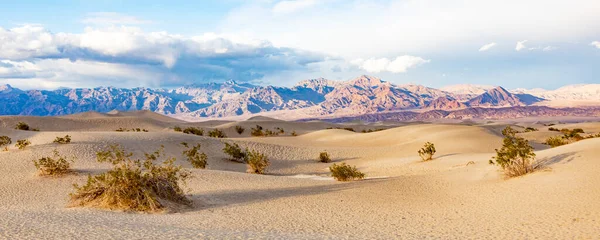 Hermoso Mesquite Pisos Desierto Del Valle Muerte Luz Del Atardecer —  Fotos de Stock