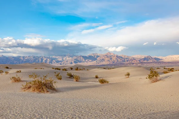 Gyönyörű Mesquite Lakások Halál Völgyében Sivatag Naplemente Fény Usa — Stock Fotó