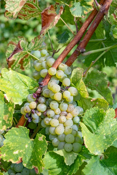 Beautiful Vine Vineyards Alsace Region France — Stock Photo, Image