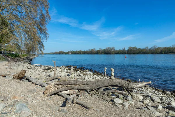 Praia Rio Reno Com Flotsam Eltville Alemanha — Fotografia de Stock