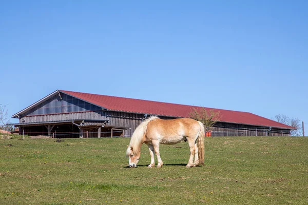 Cavalo Pastando Prado Verde Com Estábulo Fundo — Fotografia de Stock