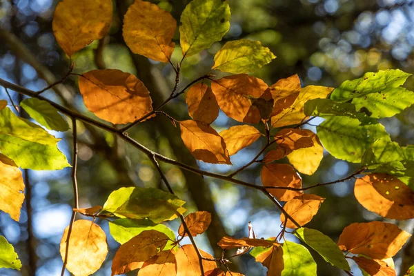 Detail Listů Stromu Podzimní Barvě — Stock fotografie