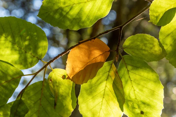Ağacın Yapraklarının Sonbahar Renginde Ayrıntıları — Stok fotoğraf