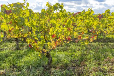 Almanya 'nın Walluf kentindeki Rheingau bölgesindeki üzüm bağında renkli, parlak asma yapraklarının ayrıntıları