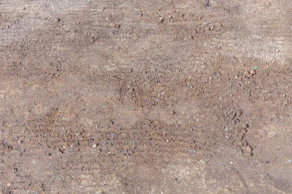 Taze Testere Tohumu Ekilebilir Toprakta — Stok fotoğraf