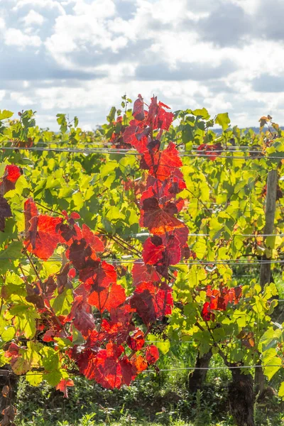 Detail Colorful Bright Vine Leaves Vineyard Rheingau Region Walluf Germany — Stock Photo, Image