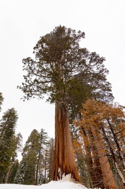 Kışın dev sekoya ağaçları ve sekoya ağacı ulusal parkında kar.