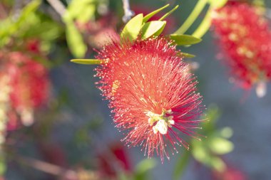 Kırmızı çiçek açan şişe fırçası bitkisinin ayrıntıları