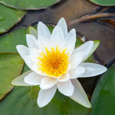 Gölde açan güzel beyaz su zambağı