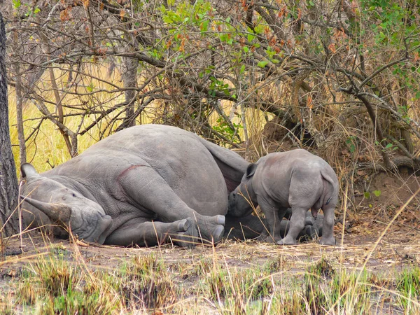 Madre Hipopótamo Descansa Pequeño Bebé Hipopótamo Está Amamantando — Foto de Stock