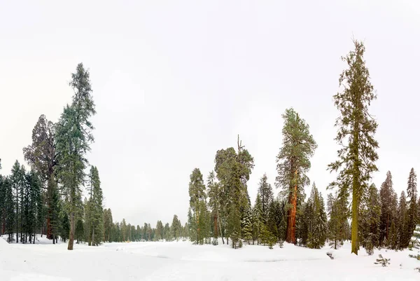 Árvores Sequoia Cênicas Grandes Velhas Inverno Neve — Fotografia de Stock