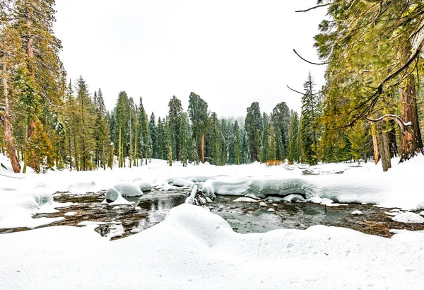 Старі Великі Мальовничі Дерева Сіпеї Взимку Озером Передньому Плані — стокове фото