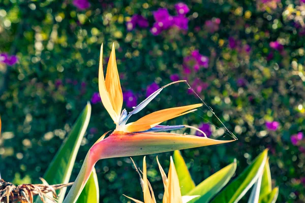 Oiseau Pittoresque Fleur Paradis Strelicia Dans Lumière Matin — Photo