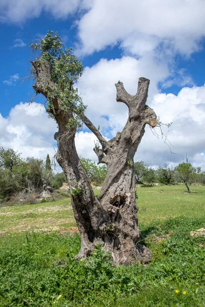 Bardzo Stare Duże Drzewo Oliwne Nowymi Gałęziami — Zdjęcie stockowe