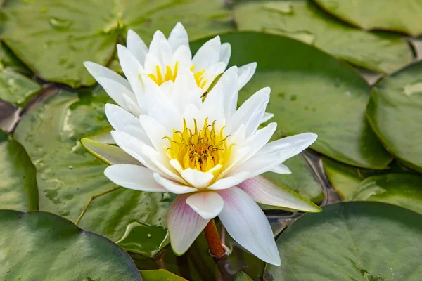 Mooie Bloeiende Witte Waterlelie Het Meer — Stockfoto