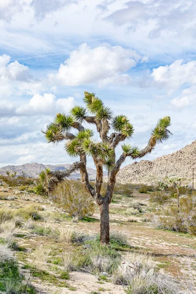 カリフォルニアの砂漠にあるジョシュアの木の風景 — ストック写真