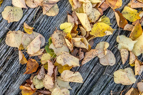 Bladeren Bij Een Oude Schors Geeft Een Herfstgevoel — Stockfoto