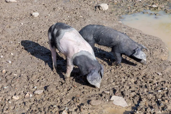 Свиньи Открытой Местности Наслаждаются Влажной Почвой — стоковое фото