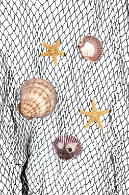 Seashells on fishing net clipart