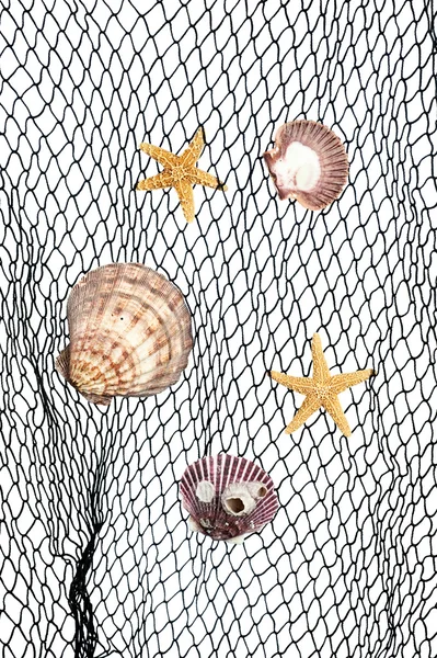 Seashells on fishing net — Stock Photo, Image