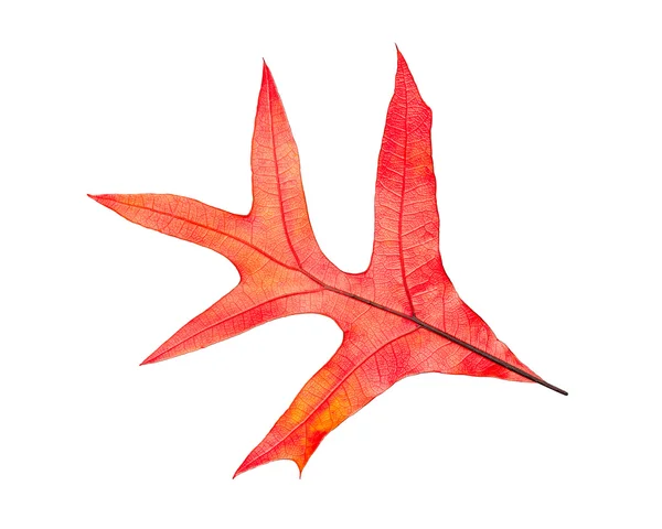 Herbstblatt isoliert — Stockfoto