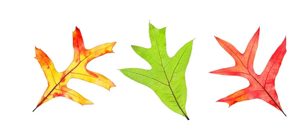 Herbstblättersammlung — Stockfoto