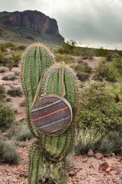 Canteen on cactus — Stock Photo, Image