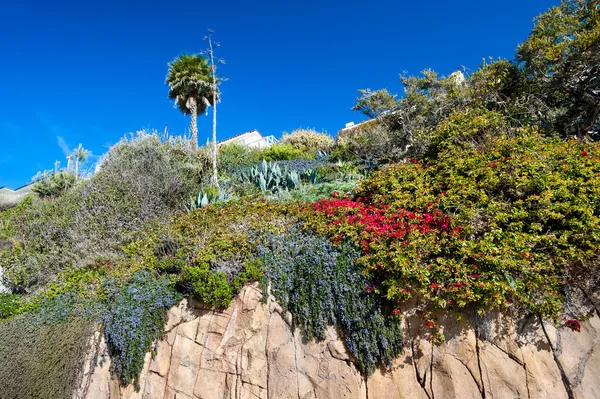 Fiori di scogliera — Foto Stock