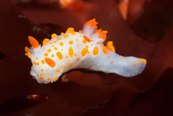 광대 nudibranch — 스톡 사진