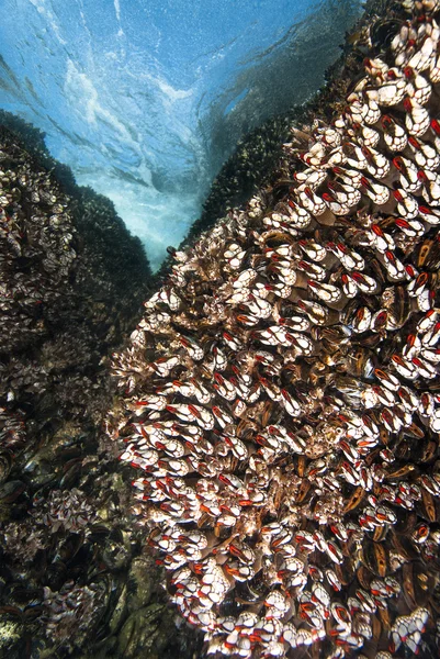 サンゴ礁についたフジツボ — ストック写真