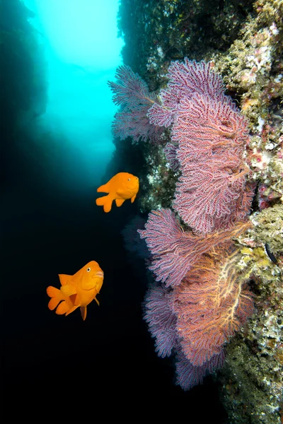 Barriera corallina California — Foto Stock