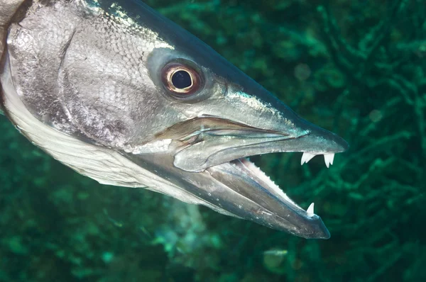 Barracuda Ordförande — Stockfoto