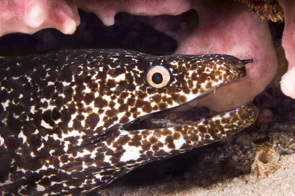 Spotted moray eel — Stock Photo, Image