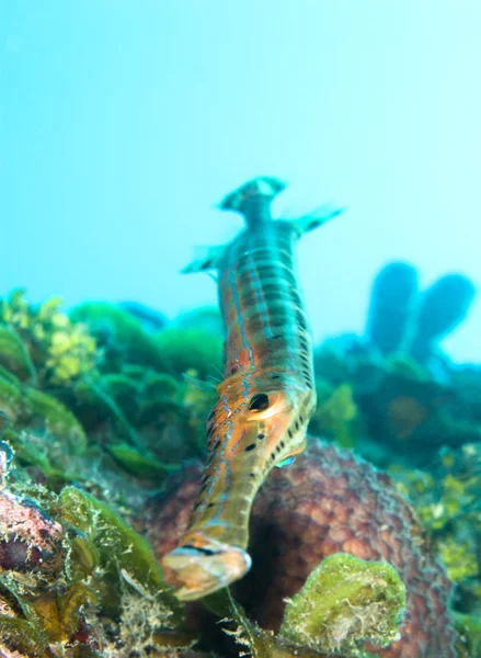 Trumpet fish — Stock Photo, Image