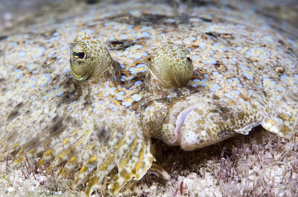 Peacock flounder — Stock Photo, Image