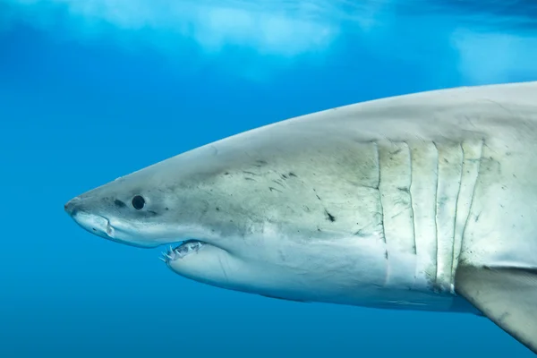 Gran tiburón blanco — Foto de Stock