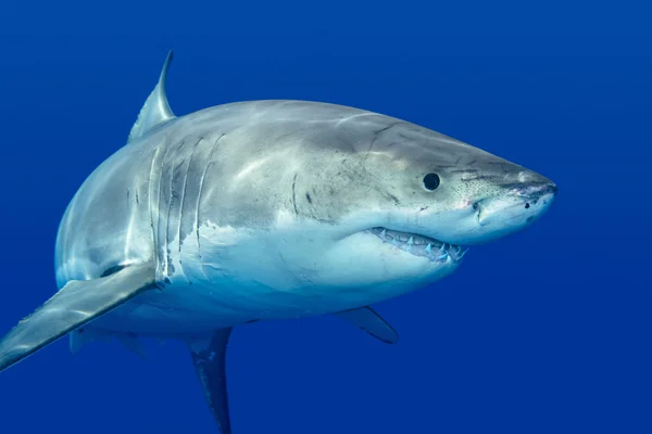 Grand requin blanc — Photo