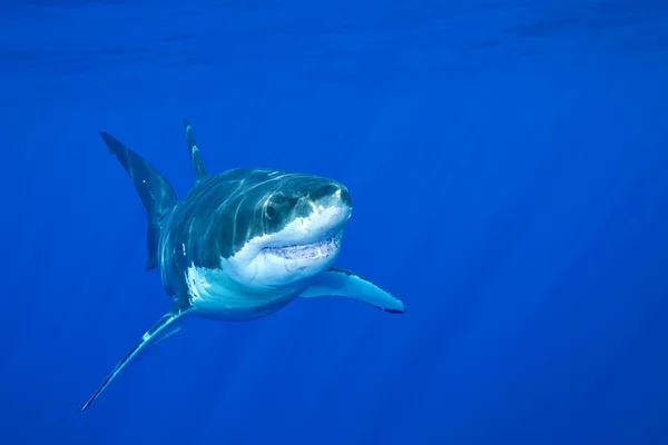 Gran tiburón blanco — Foto de Stock