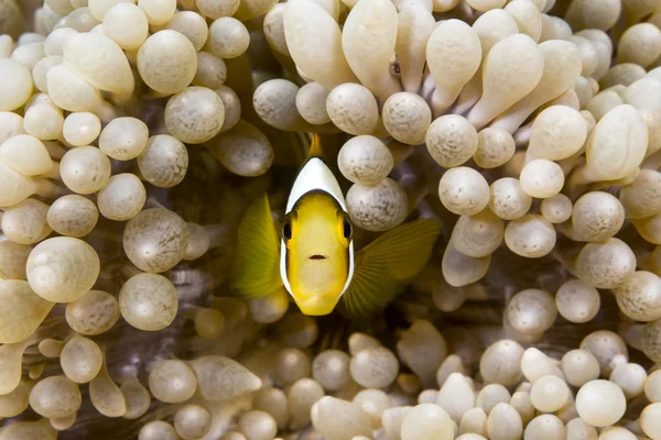 Yellow clownfish — Stock Photo, Image