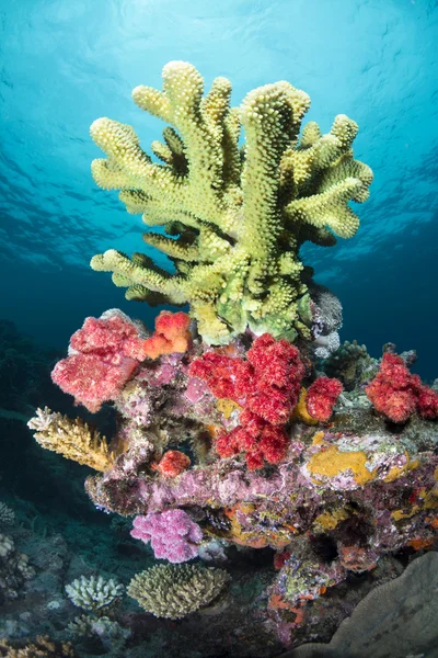 Green tropical coral — Stock Photo, Image