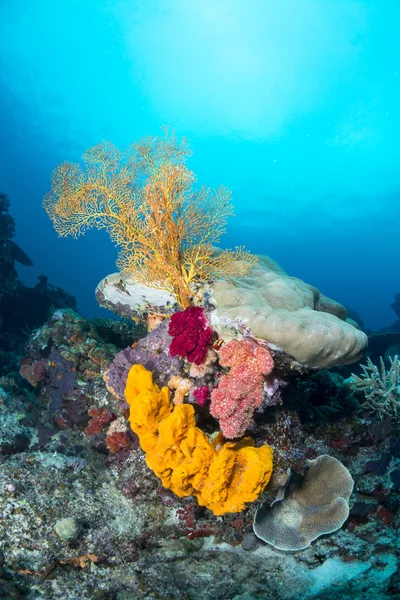 Gul svamp och havet fan — Stockfoto