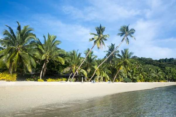 Tropical beach with palm trees — Stock Photo, Image